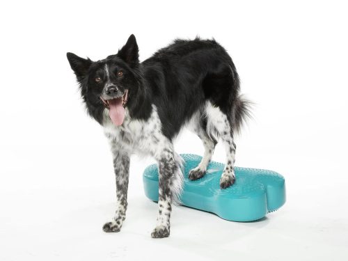 FitPAWS ® K9 Fitbone aqua szín