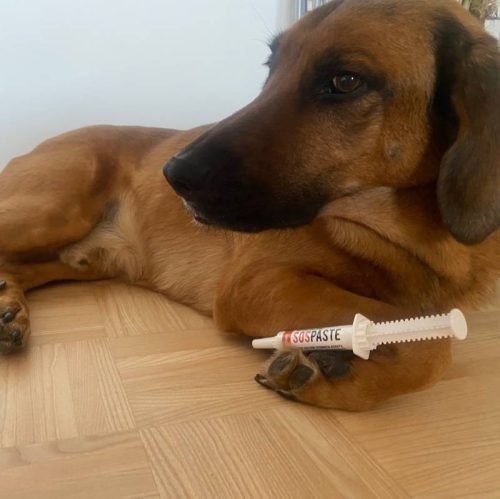 SOS  paszta kutyáknak hányás, hasmenés esetére