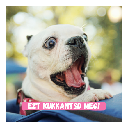 Redő-, fül- és szemkörnyék ápoló tonik -My Bulldog Tonic – TESZTER