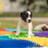 Ortek szenzoros ortopédiai szőnyeg kutyáknak - gombák