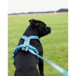Non-stop Line 5.0 hám TEAL  3 - as méret   Non- stop dogwear