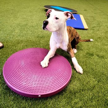  FitPAWS ®  balance disc 56 cm  egyensúlyozó párna  razzleberry