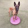 FitPAWS ®  balance disc 56 cm  egyensúlyozó párna 