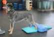 FitPAWS ® Ramp  - egyensúlyozó párna