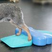 FitPAWS ® Ramp  - egyensúlyozó párna