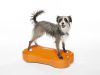 FitPAWS ® K9 Fitbone zöld