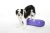 FitPAWS ® K9 Fitbone GIANT lila 