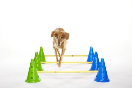 FitPAWS® CanineGym® professzionális agility szett