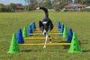 FitPaws CanineGym Agility szett