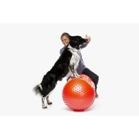    FitPAWS  TRAX Peanut - 50 cm mogyoró alakú fiziós eszköz kutyáknak