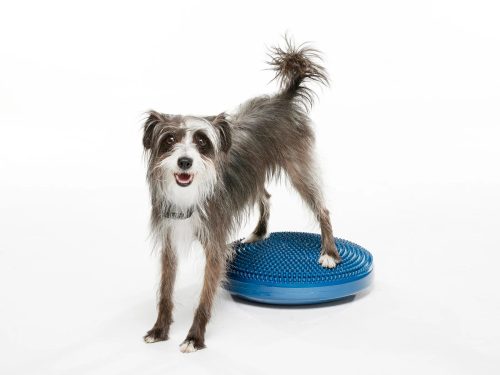 FitPAWS® egyensúlyozó párna - balance disc  kék 36 cm 