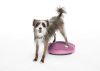 FitPAWS ® egyensúlyozó párna - balance disc  kék 36 cm 