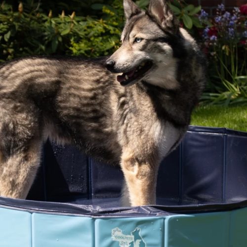 CoolPets medence (S) 80 cm * 20 cm 
