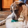 Woof Pupsicle amerikai tölthető logikai játék zöld (XL)