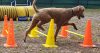 Bója kutyáknak agility szett 