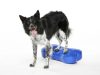 FitPAWS ® K9 Fitbone  lila