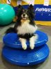 FitPAWS ®  balance disc kék 56 cm  egyensúlyozó párna 