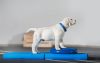 FitPAWS ® Balance Pad