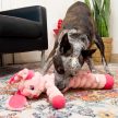 KONG Shakers Crumples Bunny XL 