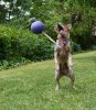 Jolly Ball Romp - n Roll 10 cm kék 