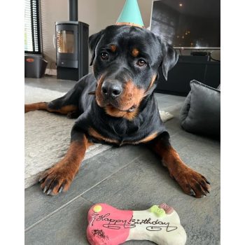 Kutyatorta és kutyafagyi