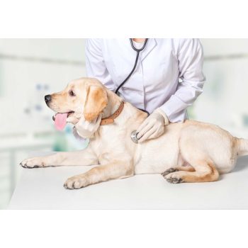 Emésztés támogatására