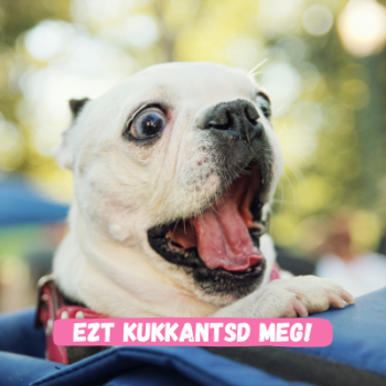 Nyári felszerelések