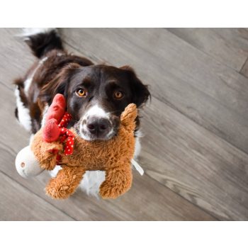 Cuki plüss játékok